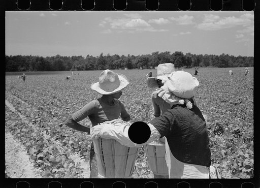 Untitled photo, possibly related to: Picking stringbeans near Cambridge, Maryland