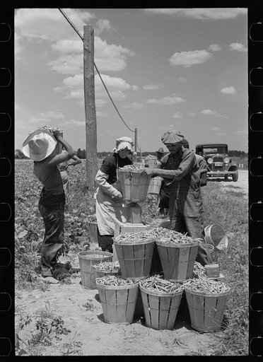 Picking stringbeans near Cambridge, Maryland