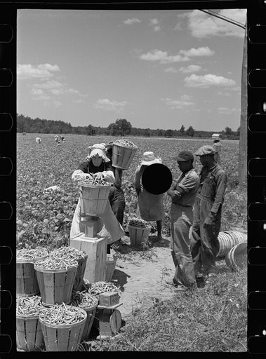 Untitled photo, possibly related to: Picking stringbeans near Cambridge, Maryland