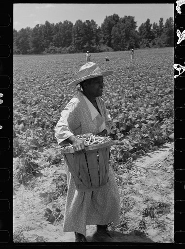 Untitled photo, possibly related to: Picking stringbeans near Cambridge, Maryland