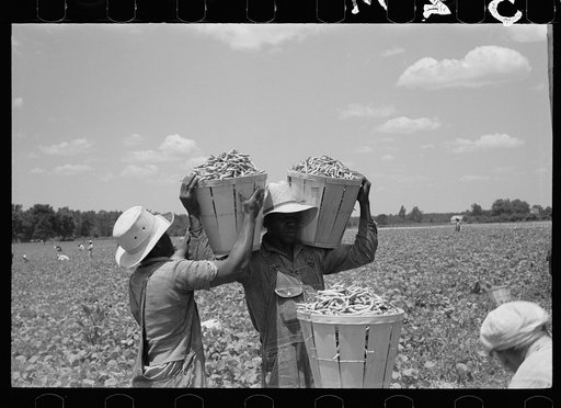 Picking stringbeans near Cambridge, Maryland