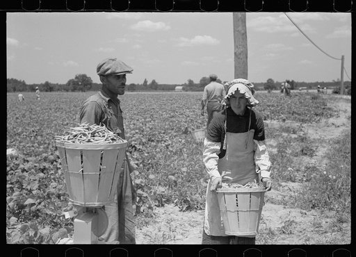 Untitled photo, possibly related to: Picking stringbeans near Cambridge, Maryland