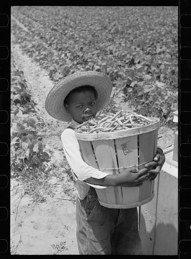 Young bean picker, Cambridge, Maryland