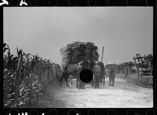 Untitled photo, possibly related to: Wheat straw coming out of threshing machine, Frederick, Maryland