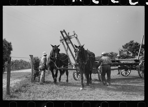 Untitled photo, possibly related to: Wheat straw coming out of threshing machine, Frederick, Maryland