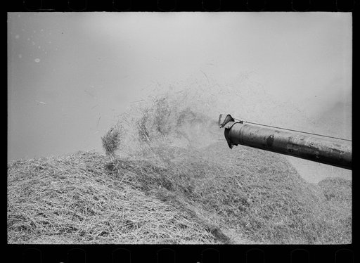 Wheat straw coming out of threshing machine, Frederick, Maryland