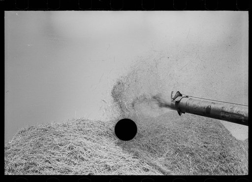 Untitled photo, possibly related to: Wheat straw coming out of threshing machine, Frederick, Maryland