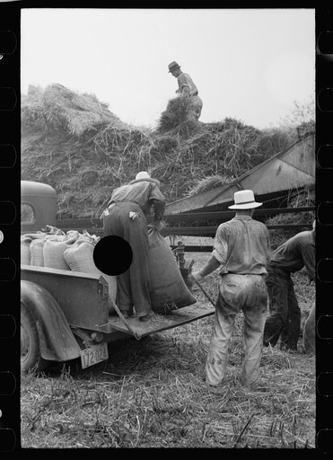 Untitled photo, possibly related to: Wheat straw coming out of threshing machine, Frederick, Maryland