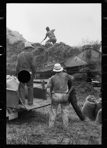 Untitled photo, possibly related to: Wheat straw coming out of threshing machine, Frederick, Maryland