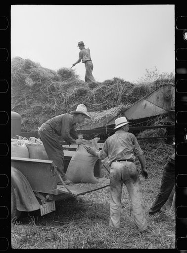 Untitled photo, possibly related to: Wheat straw coming out of threshing machine, Frederick, Maryland