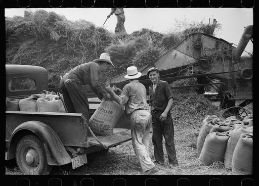 Untitled photo, possibly related to: Wheat straw coming out of threshing machine, Frederick, Maryland