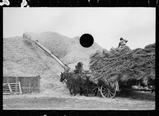 Untitled photo, possibly related to: Wheat straw coming out of threshing machine, Frederick, Maryland