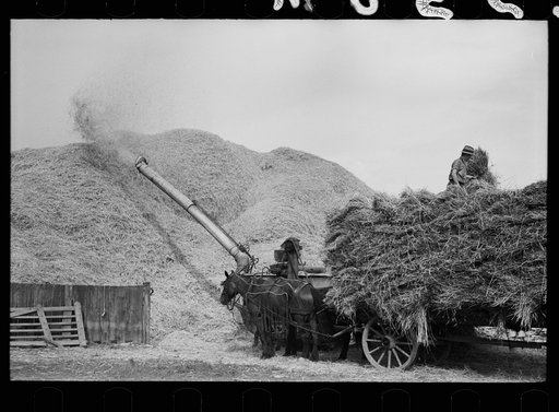 Untitled photo, possibly related to: Wheat straw coming out of threshing machine, Frederick, Maryland