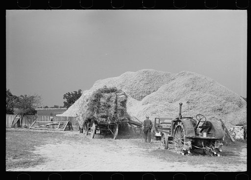 Untitled photo, possibly related to: Wheat straw coming out of threshing machine, Frederick, Maryland