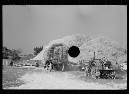Untitled photo, possibly related to: Wheat straw coming out of threshing machine, Frederick, Maryland
