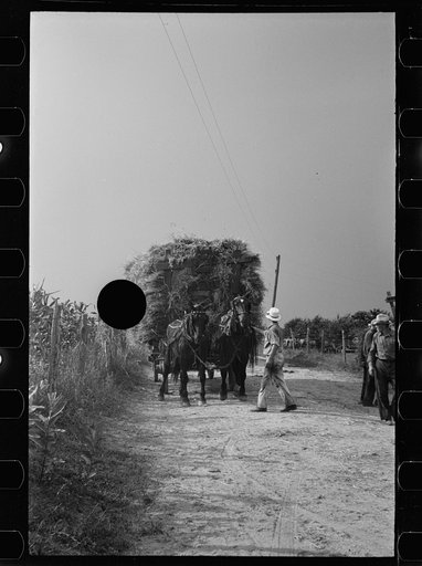 Untitled photo, possibly related to: Bringing in wheat from the fields for threshing, Frederick County, Maryland