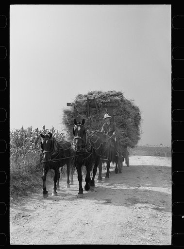 Bringing in wheat from the fields for threshing, Frederick County, Maryland
