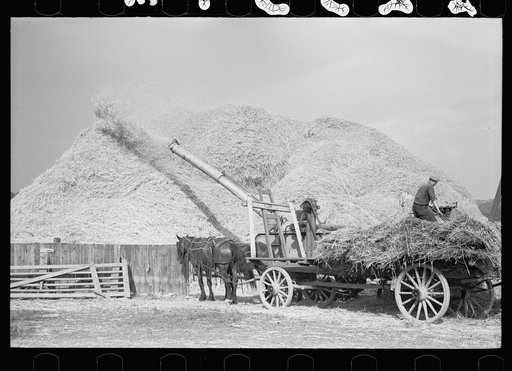 Untitled photo, possibly related to: Wheat straw coming out of threshing machine, Frederick, Maryland
