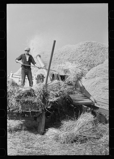 Untitled photo, possibly related to: Wheat straw coming out of threshing machine, Frederick, Maryland