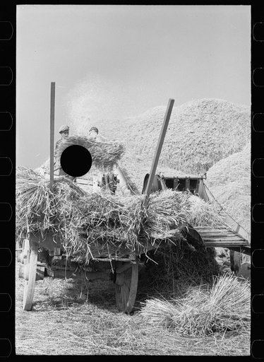 Untitled photo, possibly related to: Wheat straw coming out of threshing machine, Frederick, Maryland