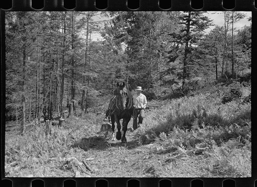 Untitled photo, possibly related to: Sawing pulpwood on Kinneys' farm, Eden Mills, Vermont