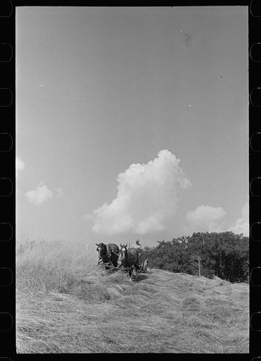 Untitled photo, possibly related to: Cutting hay, Windsor County, Vermont