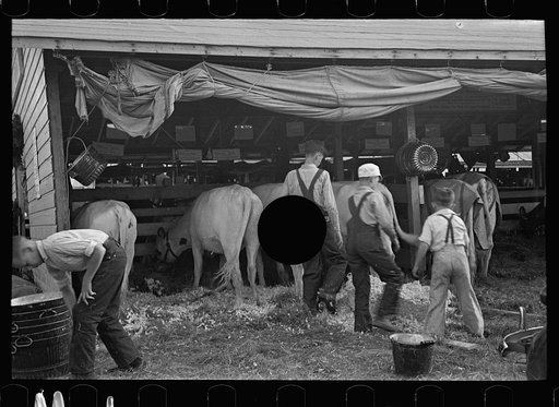 Untitled photo, possibly related to: 4-H Club boys taking care of their cows, State Fair, Rutland, Vermont
