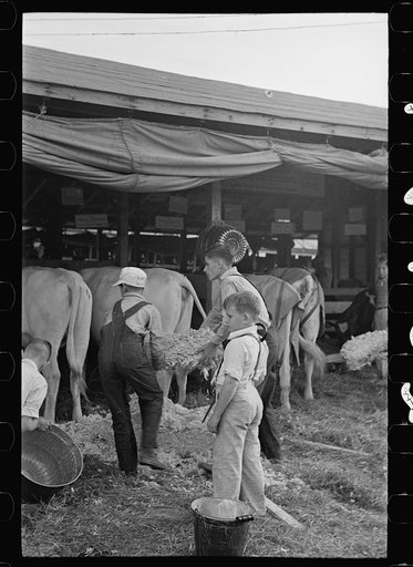 Untitled photo, possibly related to: 4-H Club boys taking care of their cows, State Fair, Rutland, Vermont
