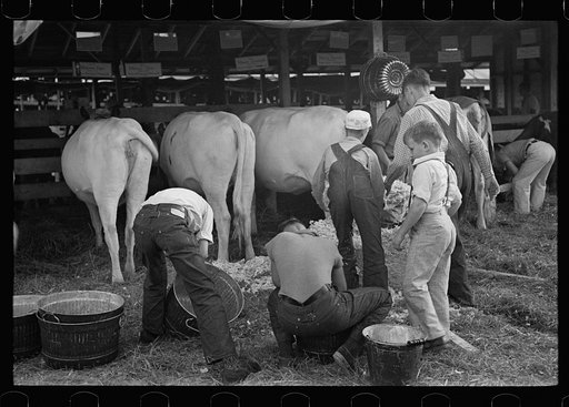 4-H Club boys taking care of their cows, State Fair, Rutland, Vermont