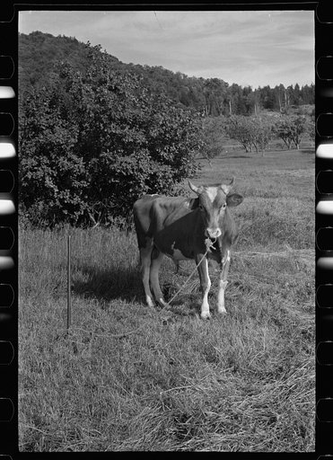 Untitled photo, possibly related to: Bob McNally and the bull, Kirby, Vermont
