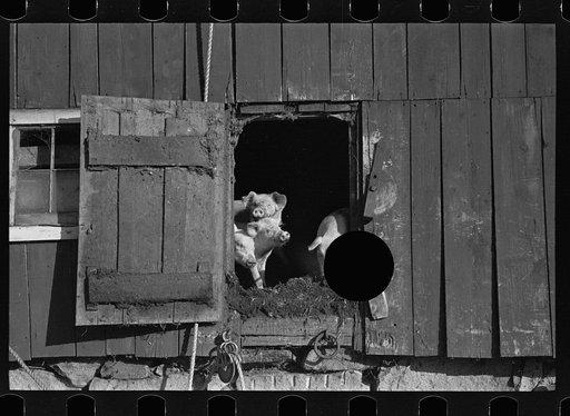 Untitled photo, possibly related to: Looking for the mail, McNally farm, Kirby, Vermont