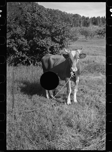 Untitled photo, possibly related to: Bob McNally and the bull, Kirby, Vermont
