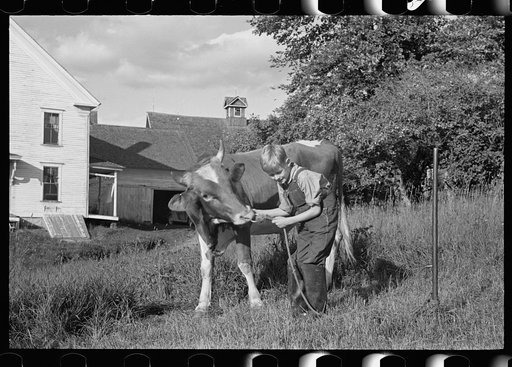 Bob McNally and the bull, Kirby, Vermont