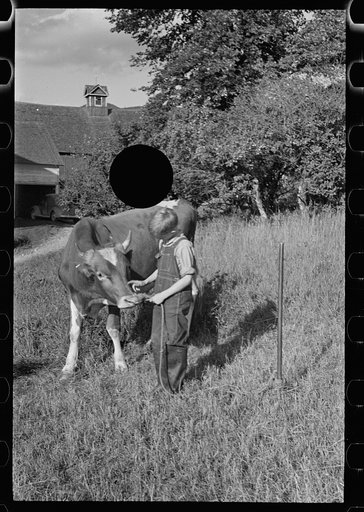 Untitled photo, possibly related to: Bob McNally and the bull, Kirby, Vermont