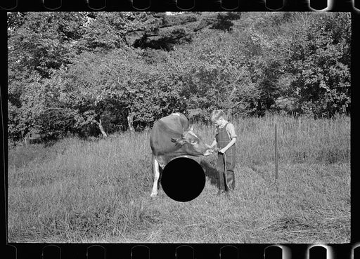 Untitled photo, possibly related to: Bob McNally and the bull, Kirby, Vermont