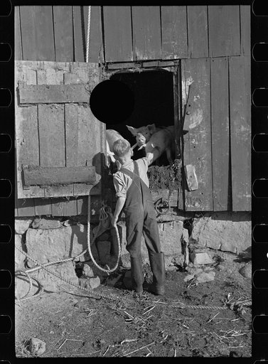 Untitled photo, possibly related to: Bob McNally with one of the horses, Kirby, Vermont
