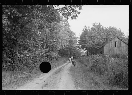 Untitled photo, possibly related to: Driving the cows, Williams farm, Otsego County, New York