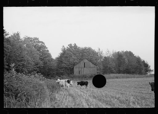 Untitled photo, possibly related to: Driving the cows, Williams farm, Otsego County, New York