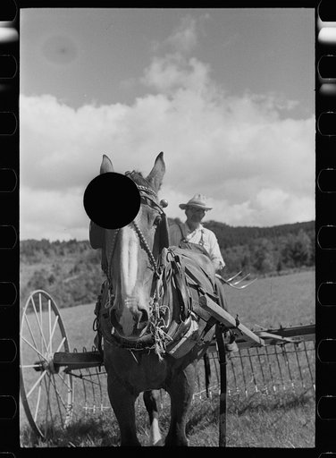 Untitled photo, possibly related to: Frank Kinney on a hay rake, Eden Mills, Vermont