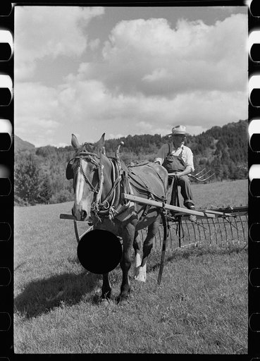 Untitled photo, possibly related to: Frank Kinney on a hay rake, Eden Mills, Vermont
