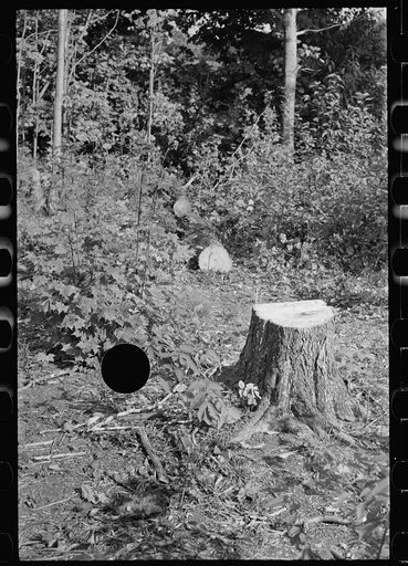 Untitled photo, possibly related to: Cut-over forest land, Otsego County, New York