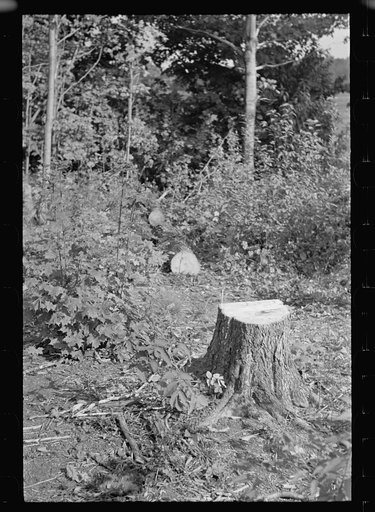 Cut-over forest land, Otsego County, New York