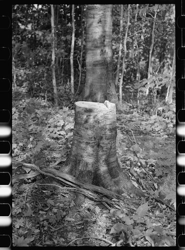 Cut-over forest land, Otsego County, New York