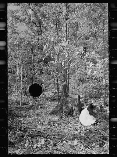 Untitled photo, possibly related to: Cut-over forest land, Otsego County, New York
