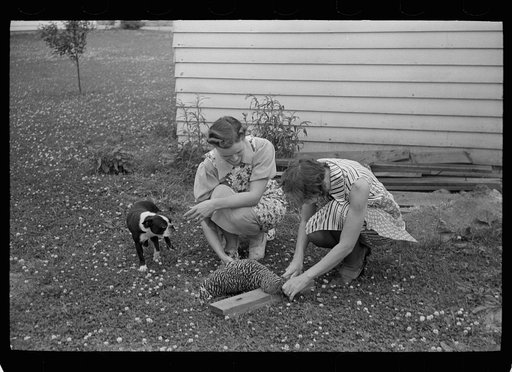 Housewives killing a chicken for dinner, Decatur Homesteads, Indiana