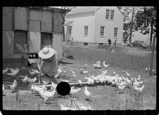 Untitled photo, possibly related to: Wife of homesteader in garden, Scioto Farms, Ohio