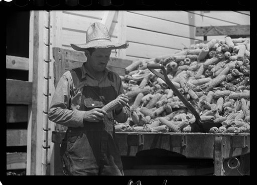 Untitled photo, possibly related to: Farmer loading corn into corn crib, Scioto Farms, Ohio