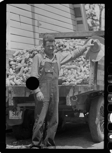 Untitled photo, possibly related to: Farmer loading corn into corn crib, Scioto Farms, Ohio