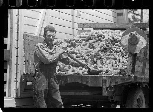 Farmer loading corn into corn crib, Scioto Farms, Ohio
