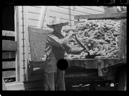 Untitled photo, possibly related to: Farmer loading corn into corn crib, Scioto Farms, Ohio